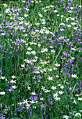 Frühlings-Blumenwiese: Cerastium arvense (Acker-Hornkraut), Hyacinthoides non-scripta (Atlantisches Hasenglöckchen) und Anthriscus (Wiesenkerbel)