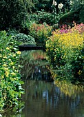Water in the garden: Primula florindae-summer primula, Tibetan primula and P. Bullesiana-hybrid tiered primula as riparian plants