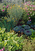 Watering the garden with sprinklers, bed with Anthemis (camomile), Cosmos, cabbage, Savoy cabbage (Brassica), carrots, carrots (Daucus carota), chard (Beta vulgaris)