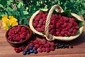 Freshly picked raspberries (Rubus idaeus) in basket and bowl