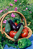 Korb mit frisch geernteten Zucchini (Cucurbita pepo), Tomaten (Lycopersicon), Auberginen (Solanum melongena) und Paprika (Capsicum annuum)