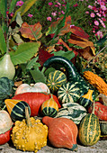 Pumpkin harvest: ornamental pumpkins, edible pumpkins (Cucurbita pepo)