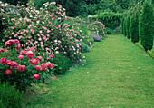 Rosa 'Complicata' Rosa gallica Hybr., einmalblühend, leicht duftend, robust, Paeonia (Pfingstrose) an Gartenmauer, Rasen, Chamaecyparis (Säulen-Scheinzypressen)