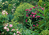 Various roses and Euphorbia in the garden
