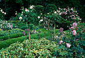 Various roses on trunk, hedges and balls of box and perennials in garden