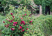 Rosa gallica 'Charles de Mills' syn. 'Bizarre Triomphant' (Historische Rose), einmalblühend mit starkem Duft, Taxus baccata (Eibe), Kletterrosen an Hauswand