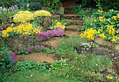 Aubrieta (Blaukissen) und Alyssum saxatila (Steinkraut) wachsen zwischen Natursteinen und in Fugen