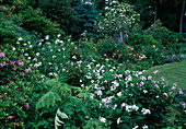 Perennial border in early summer with Hesperis (night violet), Papaver (poppy) and Delphinium (delphinium)