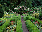 Formal garden with hedges of Buxus (boxwood), Rosa (roses) stems and climbing roses, Hosta (hosta), Alchemilla mollis (lady's mantle), bird bath, wooden bench
