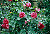 Rose 'Rosarium Uetersen'