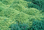 Oregano-Feld (Origanum vulgare)