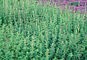 Field of oregano (Origanum vulgare)