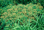 Euphorbia (Spurge)