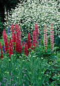 Lupinus polyphyllus (Lupinen) und Gypsophila (Schleierkraut)