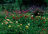 Verschiedene Sorten Hemerocallis (Taglilien)