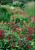 Primula japonica 'Millers Crimson' und Bullesiana-Hybriden-Etagen-Primeln und Gräser