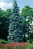 Picea pungens 'Koster' (grafted blue spruce) with narrow growth habit