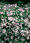 Spiraea japonica 'Little Princess' (Pink dwarf spirea)