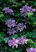 Clematis with lilac wavy flowers