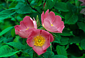 ROSE 'Complicata' Rosa gallica Hybr., einmalblühend, leicht duftend, robust