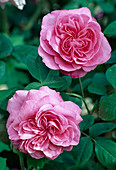 Rosa 'Gertrude Jekyll', English rose, shrub rose, repeat flowering, good fragrance
