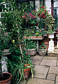 Töpfe mit Kübelpflanzen und Sommerblumen auf der Terrasse am Haus