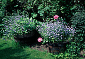 Pot garden with tulips and myosotis