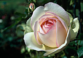 Rosa 'Eden-Rose 85' , syn. 'Pierre de Ronsard' (Strauchrose), oefterbluehend, leichter Duft, für Topf geeignet