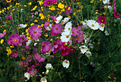 Cosmos bipinnatus (ornamental basket)