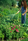 Woman watering bed with beetroot (Beta vulgaris) and Godetia (summer azalea)