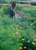 Frau giesst rote Bete (Beta vulgaris) im Bauerngarten