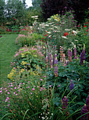 Lush perennial bed with Lupinus (lupines), Geranium (cranesbill), Alchemilla mollis (lady's mantle), Ammi (knotted carrot), Lychnis coronaria (coneflower)