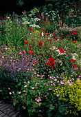 Buntes Beet mit Stauden und Sommerblumen: Geranium (Storchschnabel), Alchemilla (Frauenmantel), Nepeta (Katzenminze), Papaver rhoeas (Klatschmohn)