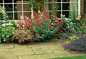 Centranthus ruber (Spornblumen) in rot und weiss, Nepeta (Katzenminze) und Kuebelpflanzen im Topf am Haus
