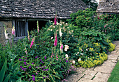Bed by the old building: Digitalis (foxglove), Tradescantia (three-master), Rosa (roses) and Alchemilla (lady's mantle)