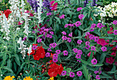 Sommerblumenbeet: Verbena (Eisenkraut), Salvia farinacea (Mehlsalbei) und Pelargonium (Geranie)