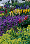 Colourful early summer bed: Alchemilla (lady's mantle), Geranium (cranesbill), Lupinus (lupines), Erysimum (golden violet) and Delphinium (delphinium)