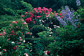 Rosengarten mit Rosa 'American Pillar' (Rosen) und Delphinium (Rittersporn)