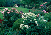 Bed with Rosa (roses), Clematis recta (clematis), Buxus (box)