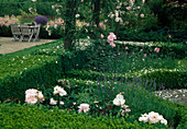 Beete mit Buxus (Buchs) - Hecken eingefasst, Rosa 'New Dawn' (Kletterrosen) - an Bäumen, Beetrosen und Lavendel (Lavandula), hinten Fläche mit Astilbe (Prachtspieren), Sitzgruppe auf Terrasse