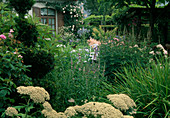 Blick über üppiges Terrassenbeet: Veronicastrum virginicum (Kandelaber Ehrenpreis), Astilbe (Prachtspiere), Rosa (Rosen), Kletterrose am Haus