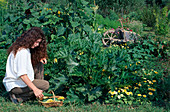 Woman harvesting courgettes (Cucurbita pepo), calendula (marigolds), behind wheelbarrow