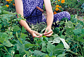 Woman picking bush beans (Phaseolus) in the bed