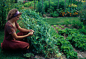 Frau pflückt Erbsen (Pisum sativum), daneben Beet mit Endiviensalat (Cichorium endivia)