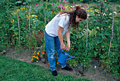 Zielgerichtetes Giessen mit Hilfe von Wasserflaschen: Frau giesst Tomaten (Lycopersicon) im Beet mit Tagetes (Studentenblumen) und Helianthus (Sonnenblumen)