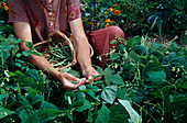 Woman picking bush beans (Phaseolus) in the bed