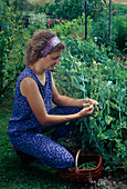 Woman picking peas (Pisum sativum) in a flower bed