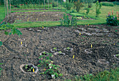 Development of a vegetable garden 15.05