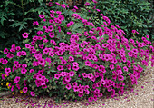 Geranium psilostemon 'Patricia' (Storchschnabel)