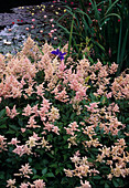 Astilbe japonica 'Peach Blossom' (Prachtspiere) am Ufer